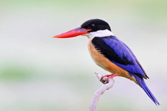 blue bird with red bills perching on thin branch over pond, black-capped kingfisher; halcyon pileata