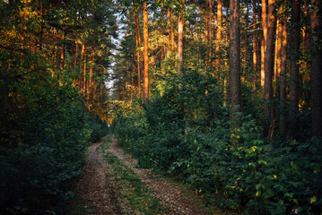 Obraz premium Pine autumn forest, forest road