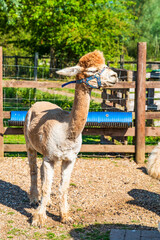 Obraz premium Alpaca standing in the farm enclosure
