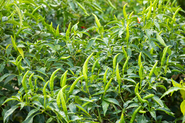 Obraz premium Fresh chilli on tree in the farm.