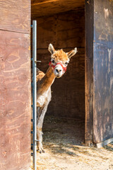 Obraz premium Alpaca picking out of the barn