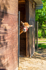 Obraz premium Alpaca picking out of the barn