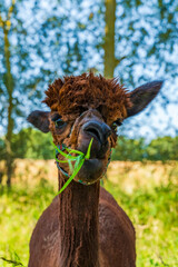 Obraz premium Closeup portrait of an alpaca - selective focus
