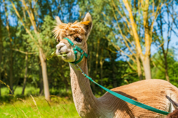 Obraz premium Closeup portrait of an alpaca - selective focus