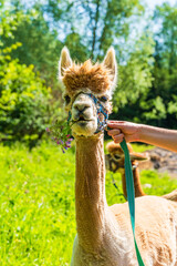Obraz premium Closeup portrait of an alpaca - selective focus