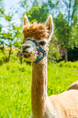 Obraz premium Closeup portrait of an alpaca - selective focus