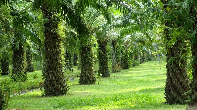 palm trees beach front at beautiful nature landscape of blue sky and sea view hotel. morning soft sunlight shine on green coconut trees in southern Thailand Phangnga beach. timelapse b roll footage