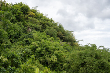 Lush green forest covering mountain hill under cloudy sky