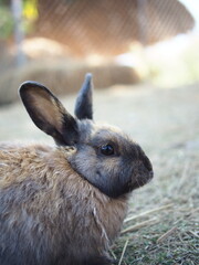 rabbit on the grass and in house wooden in farm happy animal