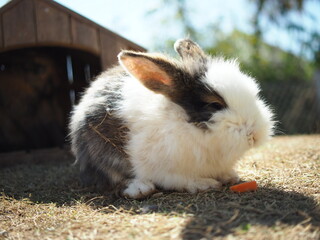 rabbit on the grass and in house wooden in farm happy animal