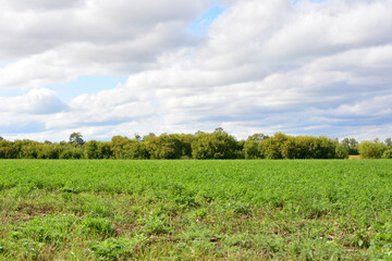 Fototapeta premium Lush Green Field with a green forest Under a Cloudy Sky copy space