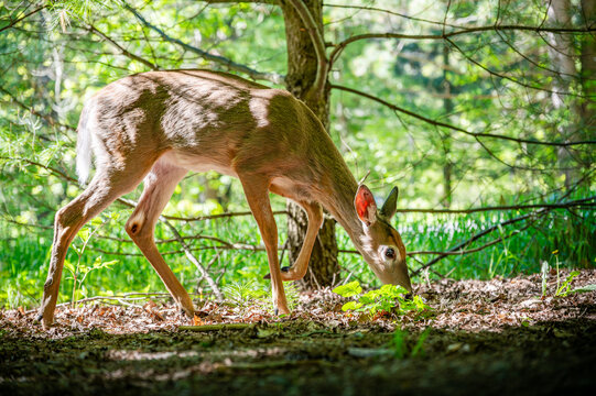 Lone deer wandering cautiously through the forest