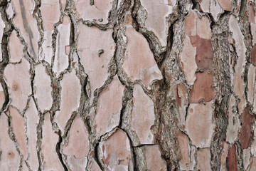 Cracked bark texture on tree surface, closeup view showing rugged pattern and natural color variation in earthy tones, revealing weathered detail and organic irregularity suitable for nature, rustic