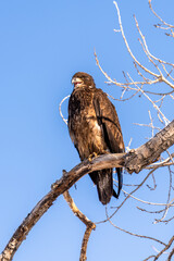 Young Bald Eagle younger than 4 years with still brown neck feathers perched on a tree branch