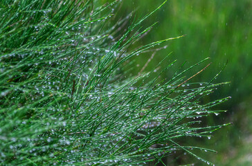 morning dew on the grass