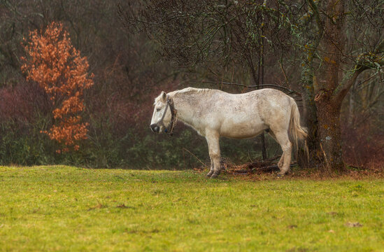 horse in the field
