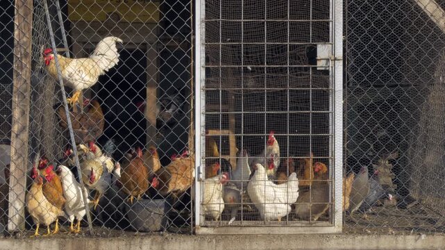 A flock of domestic hens in chicken coop on sunny day
