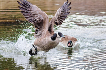 Canadian geese fighting on a pond © TOimages