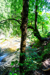 Obraz premium Hiking on the Lofer Waterfall Trail near Lofer, Austria. Hiking trails and waterfalls.
