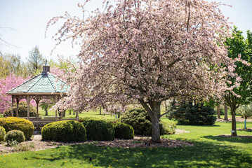 Obraz premium japanese cherry blossom