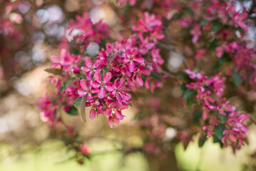 Obraz premium blooming sakura branch in the park