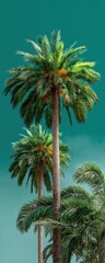 Obraz premium Vibrant photograph featuring a cluster of lush palm trees with green fronds and ripe dates, silhouetted against a striking teal sky.
