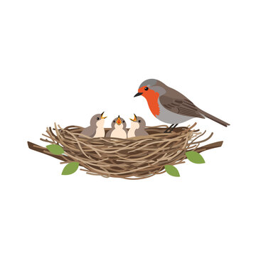 Robin feeding its hungry chicks in a nest.