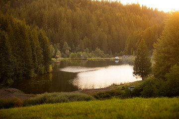 morning in the woods