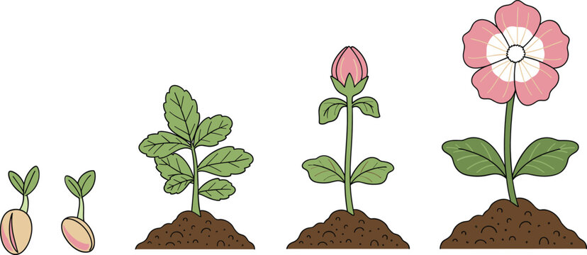 Plant growth stages from seed to flower vector illustration, botanical lifecycle process for gardening and nature education design