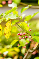 Obraz premium Kenrokuen Garden, Kanazawa, Japan