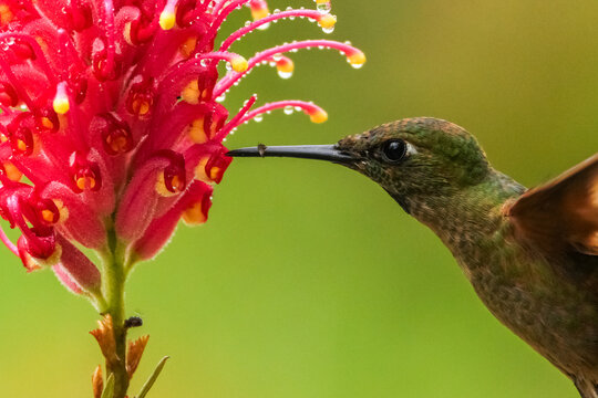 Colibris de Colombia