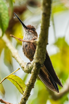 Colibris de Colombia