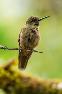 Colibris de Colombia