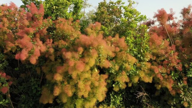 Colorful Smoke Bush in Bloom: drone view along a road in Bulgaria.