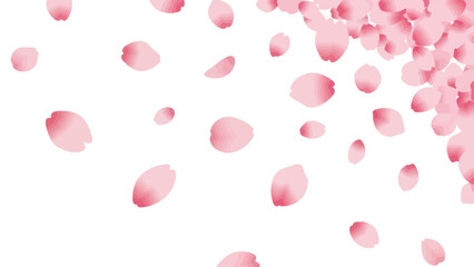 Falling Cherry Blossom Petals on White Background