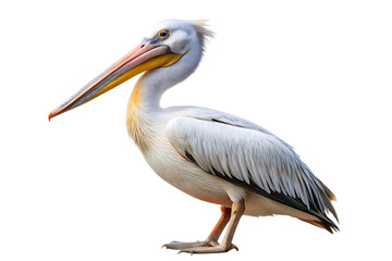 Obraz premium Pelican stand, isolated on white background.png