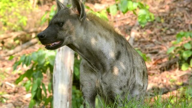 Hyena