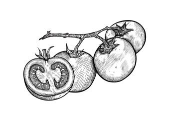 Hand drawn tomatoes on branch and half slice set, sketch vector