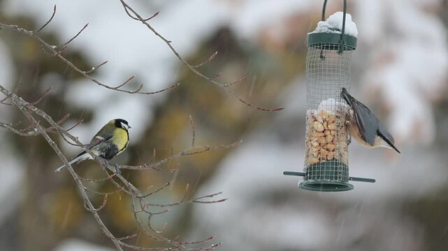 European nuthatch Feeding on Nuts at a Backyard Bird Feeder During a Cold Winter Snow Scene