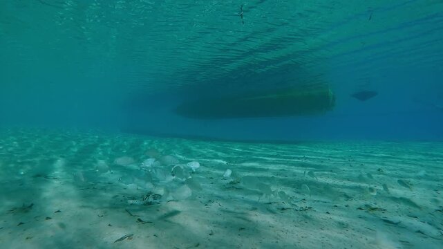 School of Emperor fish swimmng on sandy bottom with motorboat in background, Slow motion of shoal Pink Ear Emperor, Lethrinus lentjan swims over sand seabed on sunny day