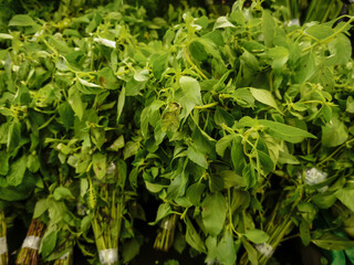Bundles of fresh green lemon basil leaves at a traditional market. These aromatic herbs are perfect for healthy Asian cooking, organic food recipes, and garnishing delicious culinary dishes.