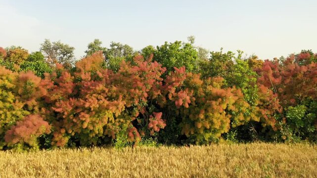 Colorful Smoke Bush in Bloom: drone view along a road in Bulgaria.