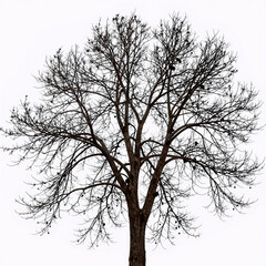 Obraz premium A bare tree with intricate brown branches against a white background