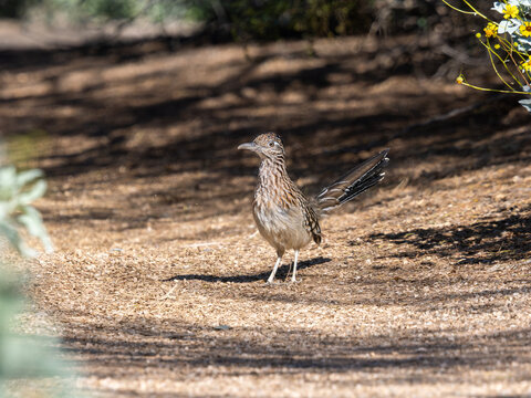 Greater roadrunner hunting n Arizona