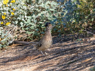 Roadrunner hinting in the Arizona desert