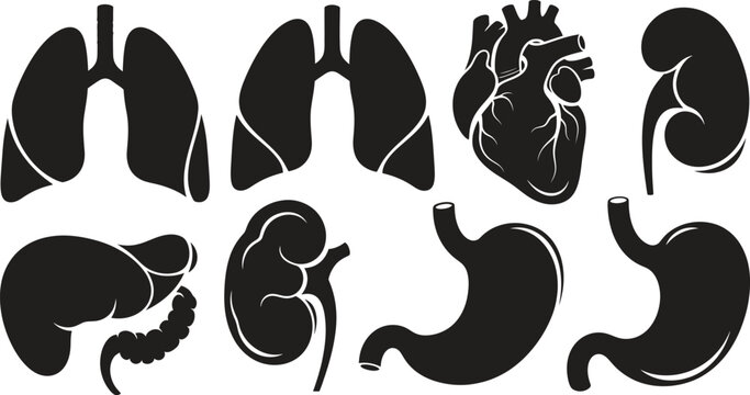 Human organ anatomy illustrations