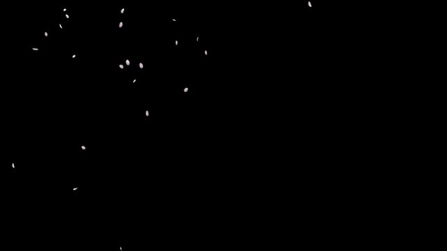 Cinematic sakura cherry blossom petals falling - Spring animation (4K)