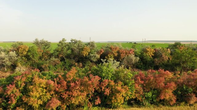 Colorful Smoke Bush in Bloom: drone view along a road in Bulgaria.