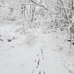 Winter wilderness landscape with footprints on snowy forest floor