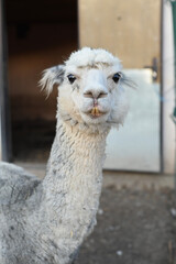 Fototapeta premium vertical photo. close-up portrait of an alpaca reveals its fluffy wool and expressive features. Soft daylight enhances the alpaca’s natural charm.